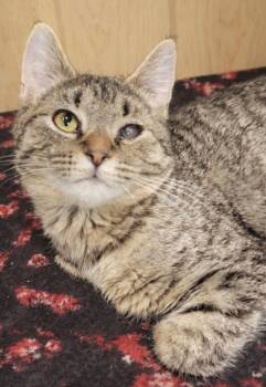 Domestic Short Hair and Tabby Cats Available for Adoption - Kitten Sudoku | PetCurious