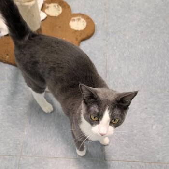 Blaze -  Domestic Short Hair Cat for Adoption in Buffalo, Wyoming - Blaze | PetCurious