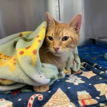 Butter -  Domestic Short Hair Cat for Adoption in Gloucester, Virginia - Butter | PetCurious