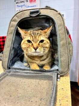 Domestic Short Hair Cats Available for Adoption in Cincinnati, Ohio - Talula | PetCurious