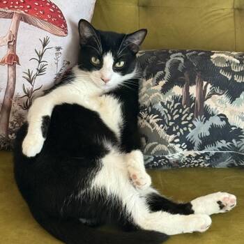 Mosaic -  Domestic Short Hair Cat for Adoption in Shorewood, Illinois - Mosaic | PetCurious