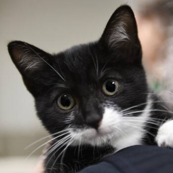 Oleen -  Domestic Short Hair Cat for Adoption in Redwood City, California - Oleen | PetCurious