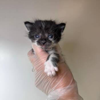 Snickerdoodle -  Domestic Short Hair Cat for Adoption in Asheville, North Carolina - Snickerdoodle | PetCurious
