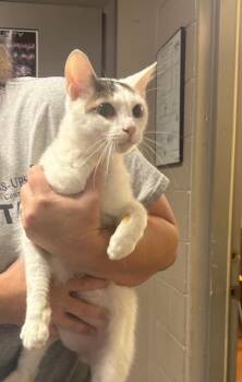 Rescue Domestic Short Hair Cats for Adoption in Buckhannon, West Virginia - BABY BANKS | PetCurious