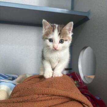 Neuter -  Domestic Short Hair Cat for Adoption in Newport, Tennessee - Neuter | PetCurious