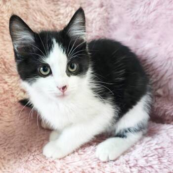 Painted Lady -  Domestic Short Hair Cat Available for Adoption in Mt. Juliet, Tennessee - Painted Lady | PetCurious