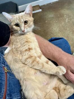 Domestic Short Hair and Tabby Cats Available for Adoption in Emerald Isle, North Carolina - Maia | PetCurious