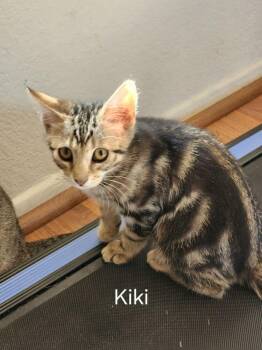 Kiki -  Domestic Short Hair Cat for Adoption in Lancaster, California - Kiki | PetCurious