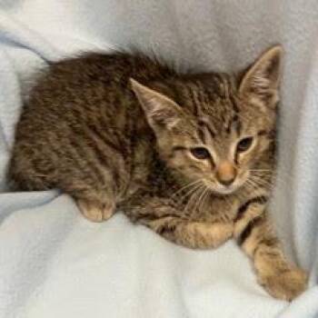 Levi -  Tabby Cat for Adoption in Green Valley, Arizona - Levi | PetCurious