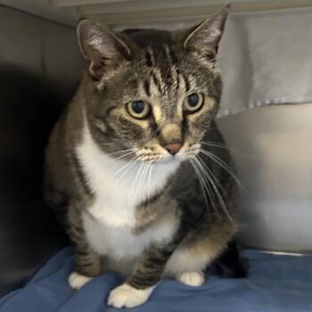 Domestic Short Hair Cats Available for Adoption in Taos, New Mexico - Cricket | PetCurious