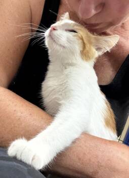 Taylor -  Domestic Short Hair Cat for Adoption in Marietta, Georgia - Taylor | PetCurious
