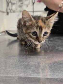 Domestic Short Hair Cats Available for Adoption in Covington, Louisiana - Pitaya | PetCurious