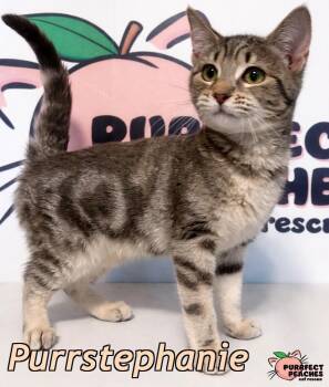 Domestic Short Hair Cats Available for Adoption - Purrstephanie | PetCurious