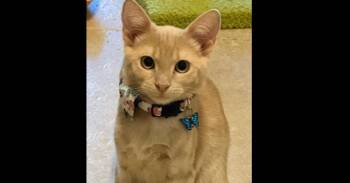Peach -  Tabby and Domestic Medium Hair Cat for Adoption in Richardson, Texas - Peach | PetCurious