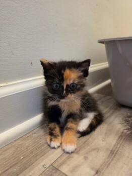 Ghosted -  Calico Cat for Adoption in Columbia, South Carolina - Ghosted | PetCurious