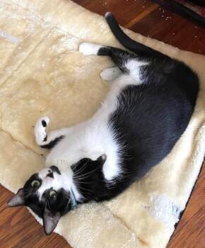 Rescue Tuxedo Cats for Adoption in Boston, Massachusetts - Daysi | PetCurious