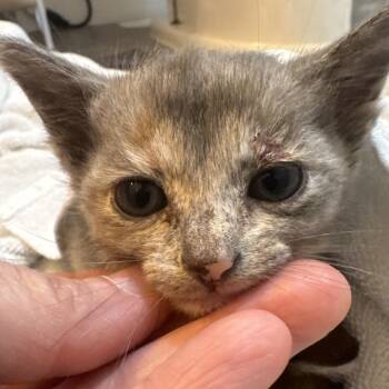 Fable -  Domestic Short Hair Cat for Adoption in Austin, Texas - Fable | PetCurious