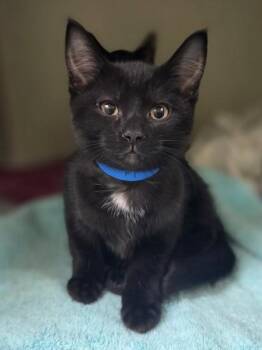Fi -  Domestic Short Hair Cat for Adoption in Westland, Michigan - Fi | PetCurious