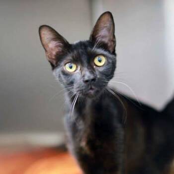 Domestic Short Hair Cats Available for Adoption in Atlanta, Georgia - Thackery Binx | PetCurious