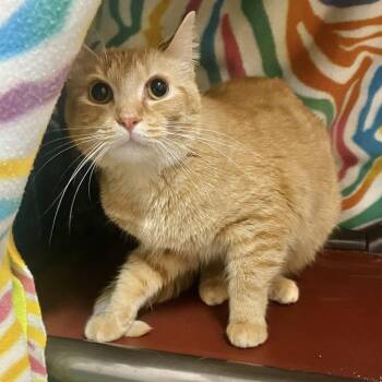 Manny -  Domestic Short Hair Cat for Adoption in Owosso, Michigan - Manny | PetCurious