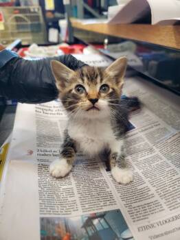 Rescue Domestic Short Hair Cats for Adoption in Winder, Georgia - 2025-09-098 *Liam* | PetCurious
