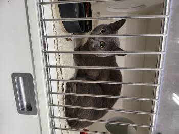 Miller -  Russian Blue Cat for Adoption in Zimmerman, Minnesota - Miller | PetCurious