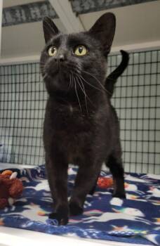 Rescue Domestic Short Hair Cats for Adoption in Neenah, Wisconsin - Pumpkin | PetCurious