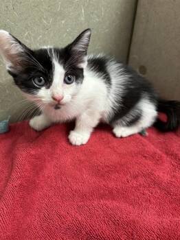 A553923 -  Domestic Short Hair Cat for Adoption in Moreno Valley, California - A553923 | PetCurious