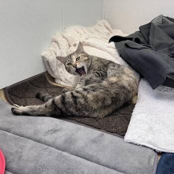 Domestic Short Hair Cats Available for Adoption in Philadelphia, Pennsylvania - Martini | PetCurious