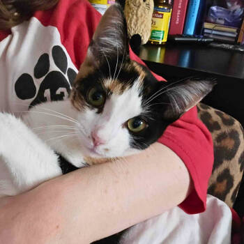 Rescue Domestic Short Hair Cats for Adoption - Madeline | PetCurious