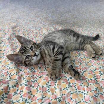 Asparagus -  Domestic Short Hair Cat for Adoption in State College, Pennsylvania - Asparagus | PetCurious