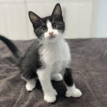 Nikki -  Domestic Short Hair Cat for Adoption in Riverside, California - Nikki | PetCurious