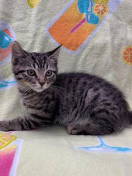 Popcorn -  Domestic Short Hair Cat for Adoption in Vacaville, California - Popcorn | PetCurious