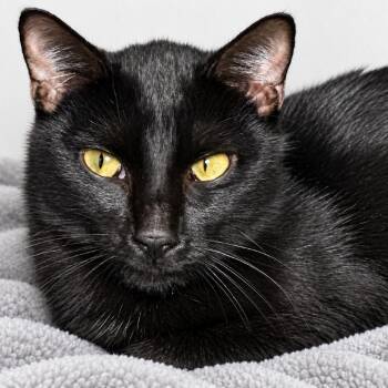 Cleo -  Domestic Short Hair Cat for Adoption in Austin, Texas - Cleo | PetCurious