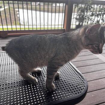 Domestic Short Hair Cats Available for Adoption in Wichita, Kansas - Stubbs | PetCurious