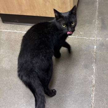 Domestic Short Hair Cats Available for Adoption in Columbia, Missouri - Winky | PetCurious