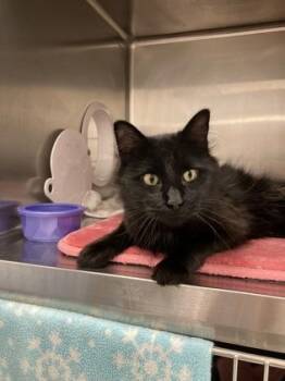 Uno -  Domestic Medium Hair and Domestic Short Hair Cat for Adoption in Fergus Falls, Minnesota - Uno | PetCurious