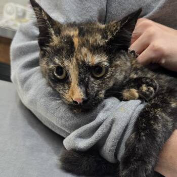 Tip Toe -  Domestic Short Hair Cat for Adoption in Marble, North Carolina - Tip Toe | PetCurious