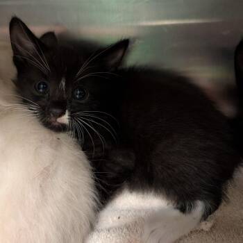 Shimmy -  Domestic Short Hair Cat for Adoption in Titusville, Florida - Shimmy | PetCurious