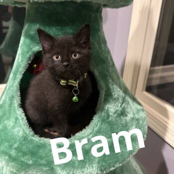 Rescue Domestic Short Hair Cats for Adoption in Brevard, North Carolina - Bram | PetCurious