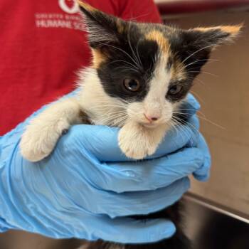Jovi -  Domestic Short Hair Cat for Adoption in Birmingham, Alabama - Jovi | PetCurious