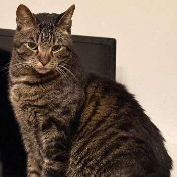 Domestic Short Hair Cats Available for Adoption - Silver | PetCurious