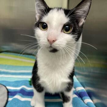Frank -  Domestic Short Hair Cat for Adoption in Georgetown, Kentucky - Frank | PetCurious