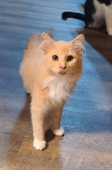 Rescue Domestic Medium Hair Cats for Adoption in Ellijay, Georgia - Furby & Crew | PetCurious