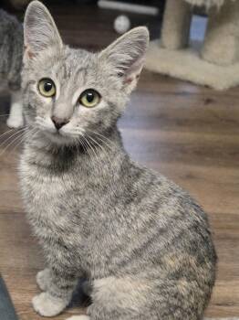 Juno -  Domestic Short Hair Cat for Adoption in Buhl, Idaho - Juno | PetCurious