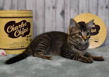 Jay -  Domestic Long Hair Cat for Adoption in Roanoke, Texas - Jay | PetCurious
