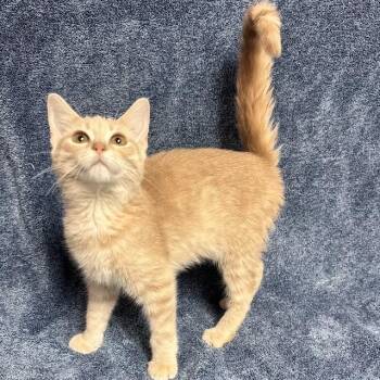 Destiny -  Domestic Short Hair Cat for Adoption in Waterloo, Iowa - Destiny | PetCurious