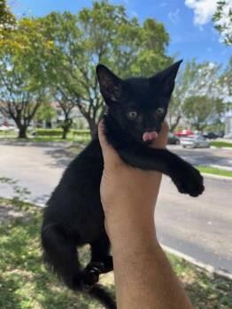 STORM -  Domestic Short Hair Cat for Adoption in Doral, Florida - STORM | PetCurious