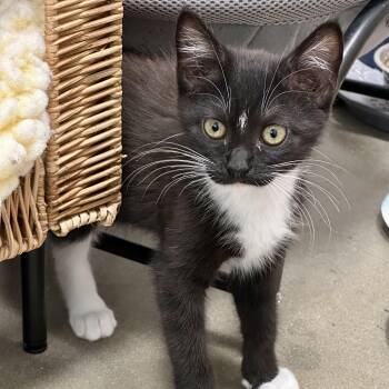 Big Top -  Domestic Short Hair Cat for Adoption in Richmond, Virginia - Big Top | PetCurious