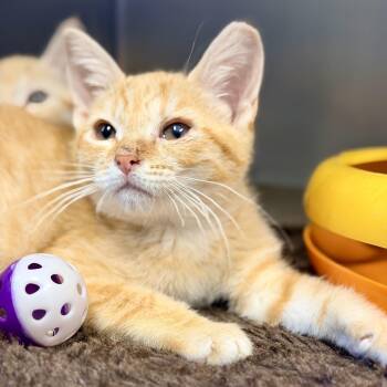 Toni -  Domestic Short Hair Cat for Adoption in Stafford Township, New Jersey - Toni | PetCurious